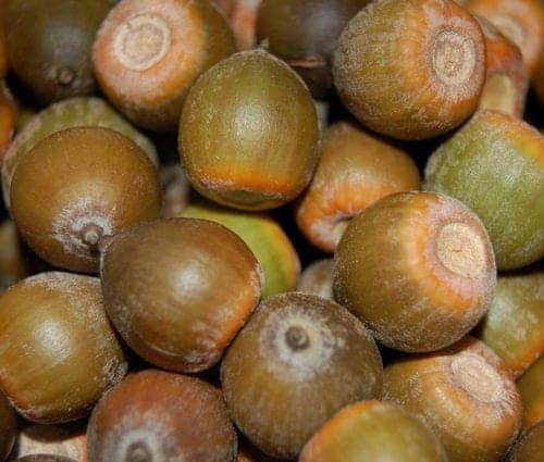 a pile of ordinary acorns