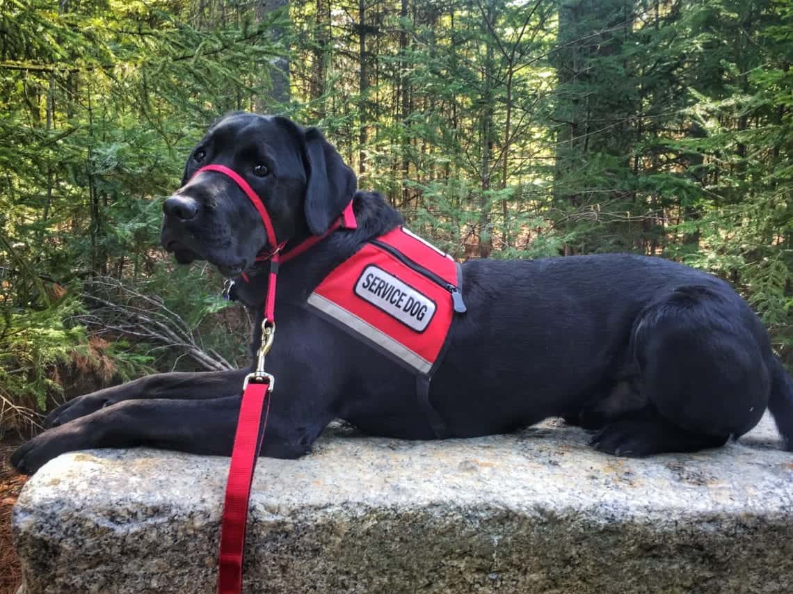 Dekker, service dog posing on granite slab