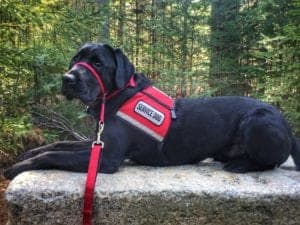Dekker, service dog posing on granite slab
