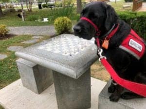 A service dog with all the answers