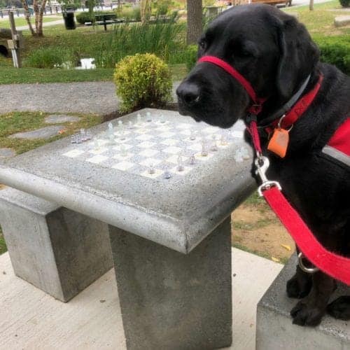 A service dog with all the answers