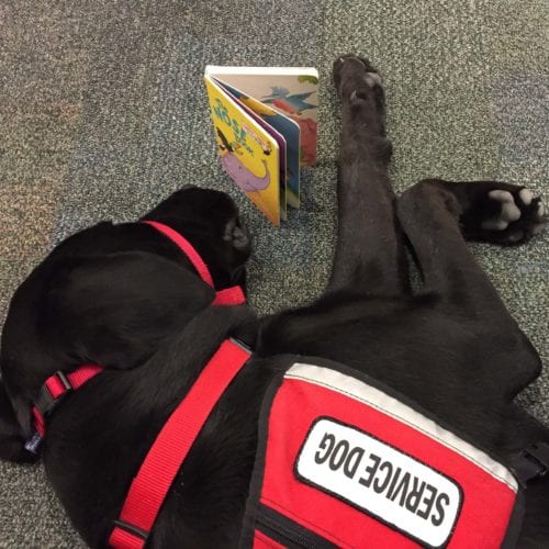 service dog reads a book