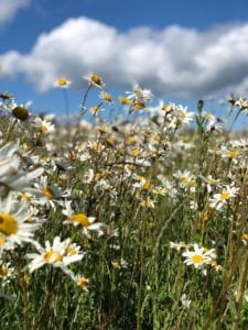 filed of daisies under blue sky