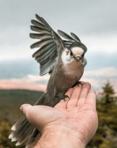 bird sitting on a hand