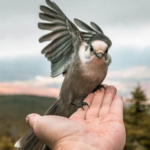 letting go of a bird from an outstretched hand