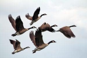 Geese flying in formation