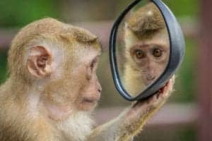 A monkey tries to answer questions by looking in a mirror