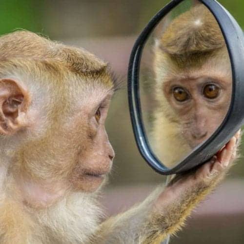 A monkey tries to answer questions by looking in a mirror