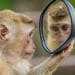 A monkey tries to answer questions by looking in a mirror