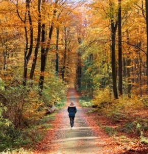 A person walks on a path through the woods in autumn