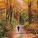 A person walks slow on a path through the woods in autumn