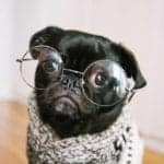 A pug wearing a grey sweater and enormous glasses to aid his aging vision