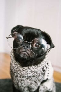 A pug wearing a grey sweater and enormous glasses to aid his aging vision