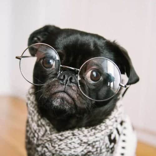 A pug wearing a grey sweater and enormous glasses to aid his aging vision..aged to perfection