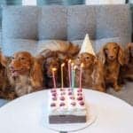 An image of a group of Irish Setters gathered behind a birthday cake to celebrate their birthdays.