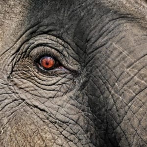 A close up of an elephants face showing the wrinkles of aging