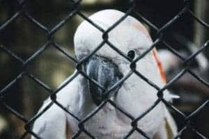 A white tropical bird trapped behind a chain link fence with no options.