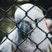 A white tropical bird trapped behind a chain link fence with no options.