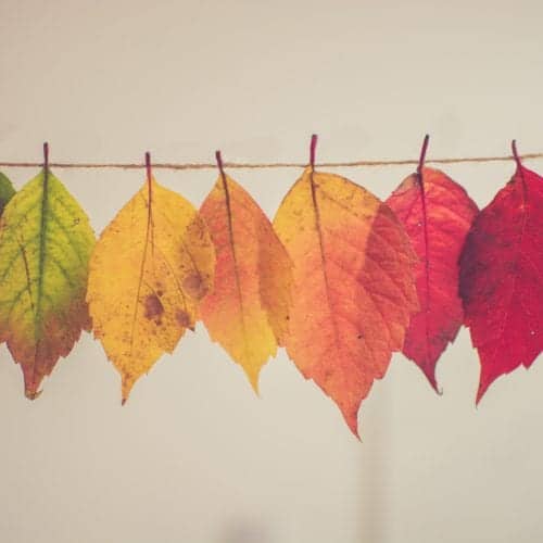 Different colored autumn leaves strung on a clothesline showing how things change with the weather.