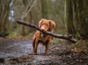 A dachshund using willpower to carry a stick much bigger than he is