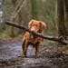 A dachshund using willpower to carry a stick much bigger than he is