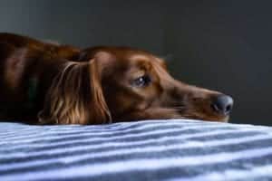 A contemplative dog rests his chin on the sheets.