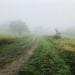 a path across a field and through the mist