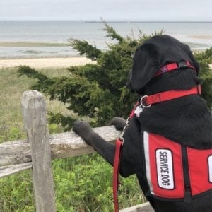 Dekker standing up on fence