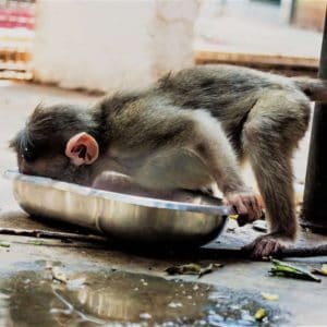 a young monkey faceplanting in his waterbowl