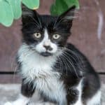 black and white kitten waiting with big eyes