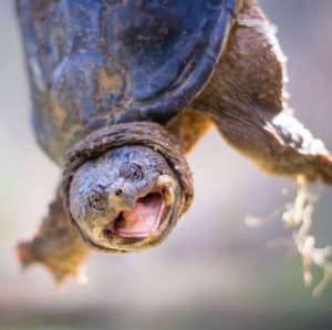 Snapping turtle with his mouth open