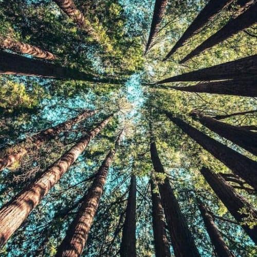 low angle shot of tall trees