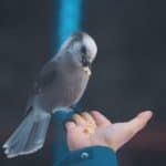 Ritual of feeding birds breadcrumbs by hand