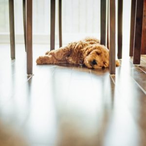 A dog lying under the table