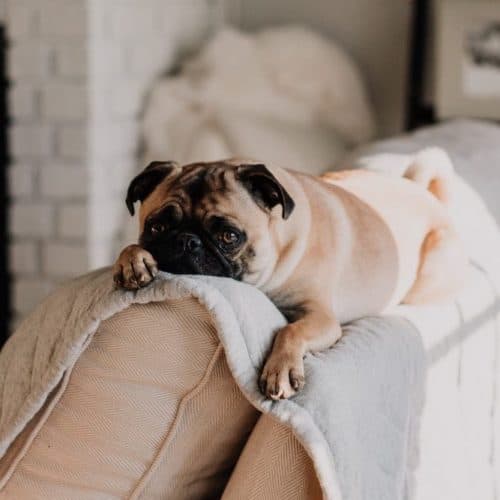 Dog at rest on back of sofa