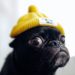 A black dog with a yellow cap