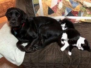 Dog with two cats