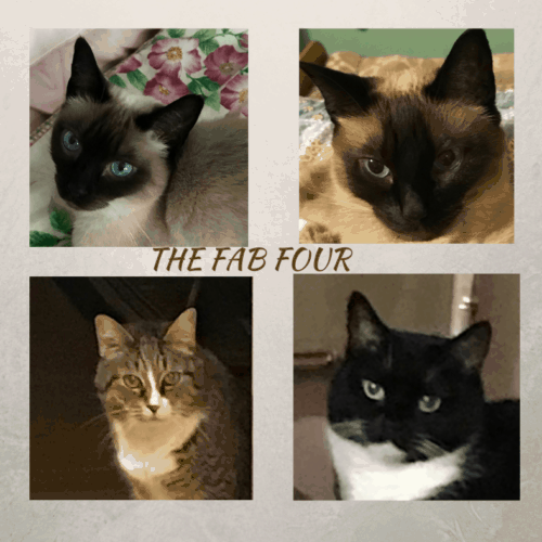 the fab four cats