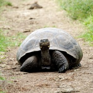 turtle on a road looking at the camera