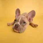 a stressed out dog with his chin on the floor