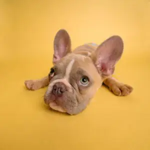 a stressed out dog with his chin on the floor, growing older, aging