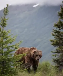 bear on mountain