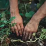 hands planting in dirt