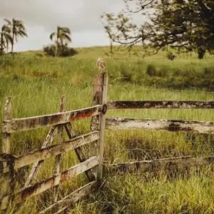 weathered aging fence