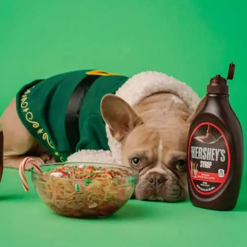 puppy beside chocolate told no christmas breakfast