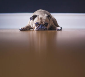 dog with his chin on the floor feeling grief and loss and question the purpose of living. facing an obstacle with no solution