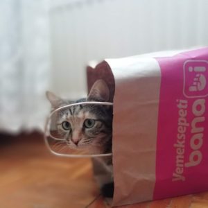 kitten playing in a bag