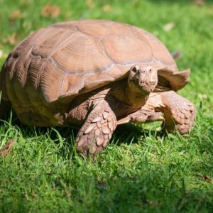 tortoise slow walking