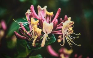 Honeysuckle blossom