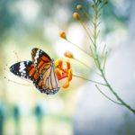 Butterfly on a flower